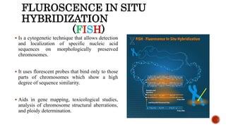 FLUROSCENCE IN SITU
HYBRIDIZATION
(FISH)
 Is a cytogenetic technique that allows detection
and localization of specific nucleic acid
sequences on morphologically preserved
chromosomes.
 It uses florescent probes that bind only to those
parts of chromosomes which show a high
degree of sequence similarity.
 Aids in gene mapping, toxicological studies,
analysis of chromosome structural aberrations,
and ploidy determination.
 