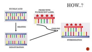 HEATING
DENATURATION
PROBE WITH
FLUROSCENT LABEL
COOLING
HYBRIDISATION
NUCELIC ACID
 