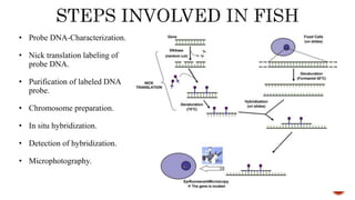 • Probe DNA-Characterization.
• Nick translation labeling of
probe DNA.
• Purification of labeled DNA
probe.
• Chromosome preparation.
• In situ hybridization.
• Detection of hybridization.
• Microphotography.
 