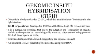  Genomic in situ hybridization (GISH), which is a modification of fluorescent in situ
hybridization.
 GISH for plants was developed in 1987 by M.D. Bennett and J.S. Heslop-harrison
 It is a cytogenetic technique that allows the detection and localization of specific
nucleic acid sequences on morphologically preserved chromosomes using genomic
DNA of donor specie as probe.
 GISH is a technique that allows distinguishing the genomes in a cell.
 An unlabeled DNA of parental specie is used as competitor DNA.
 