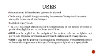  It is possible to differentiate the genomes in a hybrid.
 To the study of hybrid lineages detecting the amount of introgressed chromatin
during the production of new lineages.
 Evolution of polyploids.
 The GISH has direct applications on the understanding of the genome evolution of
partial allopolyploids and recombinant inbred lines.
 GISH can be applied to the analysis of the meiotic behavior in hybrids and
polyploids, providing information concerning the relationship between species.
 GISH is used for the purpose of distinguishing chromosomes from different genitors
or from different genomes in interspecific/intergeneric hybrids or allopolyploids
 