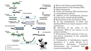 A. Direct and indirect probe labeling.
B. Fragmentation of the blocking DNA.
C. Slide preparation.
D. Probe and blocking DNA denaturation
in a hybridization mixture.
E. Addition of the hybridization mixture
with the probe and the blocking DNA.
F. Denaturation of the chromosome DNA.
G. In situ hybridization of probe and
blocking DNA in the target sequence of the
chromosome.
H. Detection of the probe in the
chromosome DNA of one parent, in an
indirect labeling.
I. Chromosome DNA molecule of the sec‐
ond parent associated to the unlabeled
blocking DNA.
J. Visualization of hybridization signals
associated to a probe (green) in a
fluorescence microscope. Unmarked
chromosomes are visualized with a
counter-staining (blue).
 