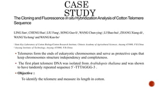  Telomeres form the ends of eukaryotic chromosomes and serve as protective caps that
keep chromosomes structure independency and completeness.
 The first plant telomere DNA was isolated from Arabidopsis thaliana and was shown
to have tandemly repeated sequence 5´-TTTAGGG-3 .
 Objective :
To identify the telomere and measure its length in cotton.
 