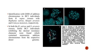  Identification with GISH of addition
chromosomes in BC3 individuals
from B. napus crosses with
Raphanus sativus, Sinapis arvensis
and Coincya monensis, respectively.
 In both the R. sativus and S. arvensis
crosses, fertile BC3 individuals
exhibiting the desired resistance
character were found which
contained monosomic addition
chromosomes from the respective
donor genome.
 