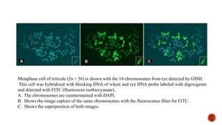 Metaphase cell of triticale (2n = 56) is shown with the 14 chromosomes from rye detected by GISH.
This cell was hybridized with blocking DNA of wheat and rye DNA probe labeled with digoxigenin
and detected with FITC (fluorescein isothiocyanate).
A. The chromosomes are counterstained with DAPI.
B. Shows the image capture of the same chromosomes with the fluorescence filter for FITC.
C. Shows the superposition of both images.
 