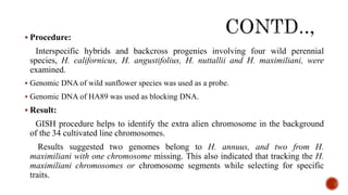  Procedure:
Interspecific hybrids and backcross progenies involving four wild perennial
species, H. californicus, H. angustifolius, H. nuttallii and H. maximiliani, were
examined.
 Genomic DNA of wild sunflower species was used as a probe.
 Genomic DNA of HA89 was used as blocking DNA.
 Result:
GISH procedure helps to identify the extra alien chromosome in the background
of the 34 cultivated line chromosomes.
Results suggested two genomes belong to H. annuus, and two from H.
maximiliani with one chromosome missing. This also indicated that tracking the H.
maximiliani chromosomes or chromosome segments while selecting for specific
traits.
 