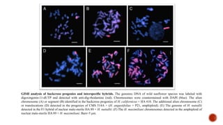 GISH analysis of backcross progenies and interspecific hybrids. The genomic DNA of wild sunflower species was labeled with
digoxingenin-11-dUTP and detected with anti-dig-rhodamine (red). Chromosomes were counterstained with DAPI (blue). The alien
chromosome (A) or segment (B) identified in the backcross progenies of H. californicus × HA 410. The additional alien chromosome (C)
or translocations (D) detected in the progenies of CMS 514A × (H. angustifolius × P21, amphiploid). (E) The genome of H. nuttallii
detected in the F1 hybrid of nuclear male-sterile HA 89 × H. nuttallii. (F) The H. maximiliani chromosomes detected in the amphiploid of
nuclear male-sterile HA 89 × H. maximiliani. Bars=5 μm.
 