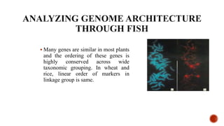  Many genes are similar in most plants
and the ordering of these genes is
highly conserved across wide
taxonomic grouping. In wheat and
rice, linear order of markers in
linkage group is same.
 