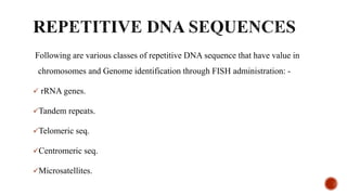 Following are various classes of repetitive DNA sequence that have value in
chromosomes and Genome identification through FISH administration: -
 rRNA genes.
Tandem repeats.
Telomeric seq.
Centromeric seq.
Microsatellites.
 