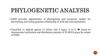 50
 GISH provides opportunities in phylogenetic and taxonomic studies for
determining and testing genomic relationship of wild and cultivated plants.
 Classified 11 diploid species of Allium into 5 types, A to E  based on
chromosome localization and distribution patterns of 5S rRNA genes by means
of FISH.
 