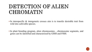 52
 In interspecific & intergeneric crosses aim is to transfer desirable trait from
wild into cultivable species.
 In plant breeding program, alien chromosomes , chromosome segments, and
genes can be identified and characterized by GISH and FISH.
 