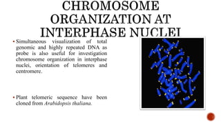 54
 Simultaneous visualization of total
genomic and highly repeated DNA as
probe is also useful for investigation
chromosome organization in interphase
nuclei, orientation of telomeres and
centromere.
 Plant telomeric sequence have been
cloned from Arabidopsis thaliana.
 