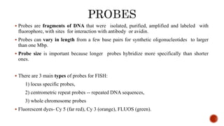  Probes are fragments of DNA that were isolated, purified, amplified and labeled with
fluorophore, with sites for interaction with antibody or avidin.
 Probes can vary in length from a few base pairs for synthetic oligonucleotides to larger
than one Mbp.
 Probe size is important because longer probes hybridize more specifically than shorter
ones.
 There are 3 main types of probes for FISH:
1) locus specific probes,
2) centrometric repeat probes -- repeated DNA sequences,
3) whole chromosome probes
 Fluorescent dyes- Cy 5 (far red), Cy 3 (orange), FLUOS (green).
 