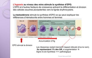 L’hypoxie au niveau des reins stimule la synthèse d’EPO.
L’EPO et d’autres facteurs de croissance activent la différentiation et division
des cellules souches pluripotentes vers la lignée érythrocytaire.
La testostérone stimule la synthèse d’EPO ce qui peut expliquer les
différences d’hématocrite entre hommes et femmes
Accumulation d’Hg
Les ribosomes restant donnent l’aspect réticulé (d’où le nom).
Ils représentent 1% des GR, si augmentation 
Signe d’une Synthèse +++ pathologique
EPO stimule la division
Franck Rencurel 2020
 