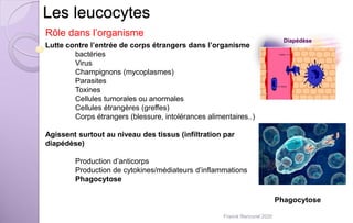 Les leucocytes
Rôle dans l’organisme
Lutte contre l’entrée de corps étrangers dans l’organisme
bactéries
Virus
Champignons (mycoplasmes)
Parasites
Toxines
Cellules tumorales ou anormales
Cellules étrangères (greffes)
Corps étrangers (blessure, intolérances alimentaires..)
Agissent surtout au niveau des tissus (infiltration par
diapédèse)
Production d’anticorps
Production de cytokines/médiateurs d’inflammations
Phagocytose
Phagocytose
Franck Rencurel 2020
 