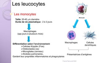 Les leucocytes
Les monocytes
Macrophages Cellules
dendritiques
Présentatrices d’antigènes
Taille: 20-40 mm diamètre
Durée de vie plasmatique : 2 à 3 jours
Macrophages
(qqs jours à plusieurs mois)
Différentiation selon l’environnement:
Cellules Küppfer (Foie)
Ostéoclastes (os)
Microgliales (cerveau)
Alvéoles pulmonaires..
Gardent leur propriétés inflammatoires et phagocytaires
Franck Rencurel 2020
 