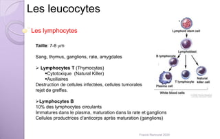 Les leucocytes
Les lymphocytes
Taille: 7-8 mm
Sang, thymus, ganglions, rate, amygdales
 Lymphocytes T (Thymocytes)
Cytotoxique (Natural Killer)
Auxiliaires
Destruction de cellules infectées, cellules tumorales
rejet de greffes.
Lymphocytes B
10% des lymphocytes circulants
Immatures dans le plasma, maturation dans la rate et ganglions
Cellules productrices d’anticorps après maturation (ganglions)
Franck Rencurel 2020
 