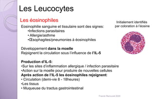 Les Leucocytes
Les éosinophiles Initialement identifiés
par coloration à l’éosineEosinophilie sanguine et tissulaire sont des signes:
•Infections parasitaires
• Allergie/asthme
•Œsophagites/pneumonies à éosinophiles
Développement dans la moelle
Rejoignent la circulation sous l’influence de l’IL-5
Production d’IL-5:
•Sur les sites d’inflammation allergique / infection parasitaire
•Action sur la moelle pour produire de nouvelles cellules
Après action de l’IL-5 les éosinophiles rejoignent:
• Circulation (demi-vie 8 - 18heures)
•Les tissus
• Muqueuse du tractus gastrointestinal
Franck Rencurel 2020
 