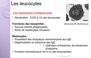 Les leucocytes
Les basophiles et Mastocytes
• Numération : 0,5% à 1% des leucocytes
Fonctions des basophiles :
• Aucune activité phagocytaire
• Sorte de mastocytes circulants
Mastocytes :
• Possèdent des récepteurs membranaires aux IgE
• Dégranulation en présence des IgE
• Libération d’histamine, de sérotonine,
d’héparine.
• Fonction chimiotactique vis à vis des éosinophiles
Mastocyte (M. Electronique)
Franck Rencurel 2020
 