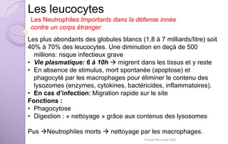 Les leucocytes
Les Neutrophiles:Importants dans la défense innée
contre un corps étranger
Les plus abondants des globules blancs (1,8 à 7 milliards/litre) soit
40% à 70% des leucocytes. Une diminution en deçà de 500
millions: risque infectieux grave
• Vie plasmatique: 6 à 10h  migrent dans les tissus et y reste
• En absence de stimulus, mort spontanée (apoptose) et
phagocyté par les macrophages pour éliminer le contenu des
lysozomes (enzymes, cytokines, bactéricides, inflammatoires).
• En cas d’infection: Migration rapide sur le site
Fonctions :
• Phagocytose
• Digestion : « nettoyage » grâce aux contenus des lysosomes
Pus Neutrophiles morts  nettoyage par les macrophages.
Franck Rencurel 2020
 
