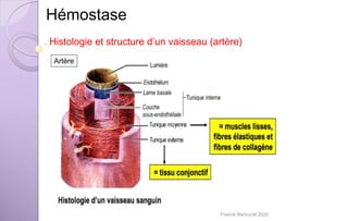 Hémostase
Artère
Histologie et structure d’un vaisseau (artère)
Franck Rencurel 2020
 