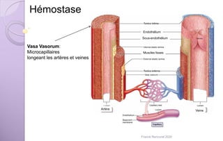 Hémostase
Endothélium
Sous-endothélium
Artère Veine
Muscles lisses
Vasa Vasorum:
Microcapillaires
longeant les artères et veines
Franck Rencurel 2020
 