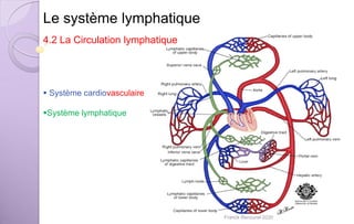 Le système lymphatique
4.2 La Circulation lymphatique
 Système cardiovasculaire
Système lymphatique
Franck Rencurel 2020
 