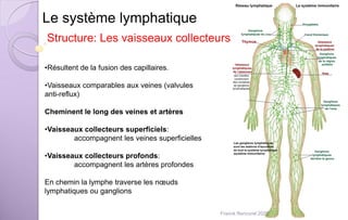 Le système lymphatique
Structure: Les vaisseaux collecteurs
•Résultent de la fusion des capillaires.
•Vaisseaux comparables aux veines (valvules
anti-reflux)
Cheminent le long des veines et artères
•Vaisseaux collecteurs superficiels:
accompagnent les veines superficielles
•Vaisseaux collecteurs profonds:
accompagnent les artères profondes
En chemin la lymphe traverse les nœuds
lymphatiques ou ganglions
Franck Rencurel 2020
 