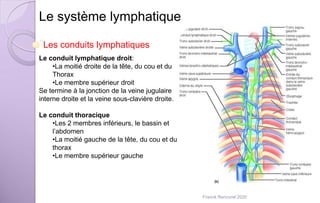 Le système lymphatique
Les conduits lymphatiques
Le conduit lymphatique droit:
•La moitié droite de la tête, du cou et du
Thorax
•Le membre supérieur droit
Se termine à la jonction de la veine jugulaire
interne droite et la veine sous-clavière droite.
Le conduit thoracique
•Les 2 membres inférieurs, le bassin et
l’abdomen
•La moitié gauche de la tête, du cou et du
thorax
•Le membre supérieur gauche
Franck Rencurel 2020
 