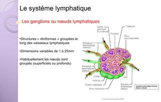 Le système lymphatique
Les ganglions ou nœuds lymphatiques
•Structures « réniformes » groupées le
long des vaisseaux lymphatiques
•Dimensions variables de 1 à 25mm
•Habituellement les nœuds sont
groupés (superficiels ou profonds)
Franck Rencurel 2020
 
