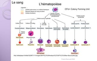 http://slideplayer.fr/slide/3229971/11/images/36/H%C3%A9matopo%C3%AF%C3%A8se+(leucocytes).jpg
L’hématopoièse
CFU= Colony Forming Unit
Le sang
Franck Rencurel 2020
 