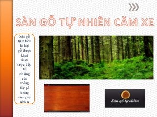 Sàn gỗ
tự nhiên
là loại
gỗ được
khai
thác
trực tiếp
từ
những
cây
trồng
lấy gỗ
trong
rừng tự
nhiên

 