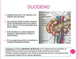 DUODENO 
 Adopta forma de C en relación a la 
cabeza del páncreas. 
 Se extiende desde el píloro hasta la 
unión duodeno...
