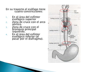 En su trayecto el esófago tiene
cuatro constricciones:
1. En el área del esfínter
esofágico superior
2. Zona de cruce con el arco
aórtico.
3. Zona de cruce con el
bronquio principal
izquierdo.
4. En el área del esfínter
esofágico inferior (al
pasar por el diafragma).
 