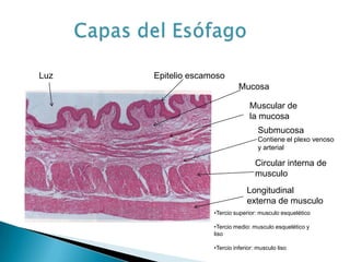 Mucosa
Circular interna de
musculo
Longitudinal
externa de musculo
Luz
Muscular de
la mucosa
Submucosa
Contiene el plexo venoso
y arterial
Epitelio escamoso
•Tercio superior: musculo esquelético
•Tercio medio: musculo esquelético y
liso
•Tercio inferior: musculo liso
 