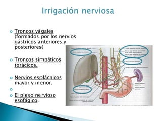  Troncos vágales
(formados por los nervios
gástricos anteriores y
posteriores)
 Troncos simpáticos
torácicos.
 Nervios esplácnicos
mayor y menor.

 El plexo nervioso
esofágico.
 