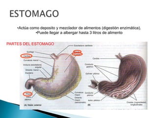 •Actúa como deposito y mezclador de alimentos (digestión enzimática).
•Puede llegar a albergar hasta 3 litros de alimento
PARTES DEL ESTOMAGO
 