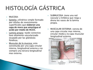  MUCOSA:
 Epitelio: cilíndrico simple formado
por células de revestimiento
superficiales que elaboran una
capa de moco que amortigua el
acido por medio de HCO3.
 Lamina propia: tejido conectivo
laxo altamente vascularizado
ocupado por las glándulas
fúndicas.
 Muscular de la mucosa: esta
constituida por una capa circular
interna, longitudinal externa y no
siempre una tercera longitudinal
mas externa.
 SUBMUCOSA: tiene una red
vascular y linfática que riega y
drena los vasos de la lamina
propia.
 MUSCULAR EXTERNA: consta de
una capa circular mas interna,
circular media y la capa muscular
longitudinal externa.
 