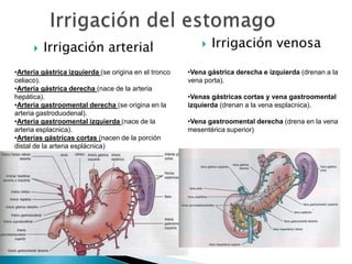  Irrigación arterial  Irrigación venosa
•Arteria gástrica izquierda (se origina en el tronco
celiaco).
•Arteria gástrica derecha (nace de la arteria
hepática).
•Arteria gastroomental derecha (se origina en la
arteria gastroduodenal).
•Arteria gastroomental izquierda (nace de la
arteria esplacnica).
•Arterias gástricas cortas (nacen de la porción
distal de la arteria esplácnica)
•Vena gástrica derecha e izquierda (drenan a la
vena porta).
•Venas gástricas cortas y vena gastroomental
izquierda (drenan a la vena esplacnica).
•Vena gastroomental derecha (drena en la vena
mesentérica superior)
 