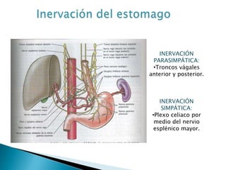 INERVACIÓN
PARASIMPÁTICA:
•Troncos vágales
anterior y posterior.
INERVACIÓN
SIMPÁTICA:
•Plexo celiaco por
medio del nervio
esplénico mayor.
 