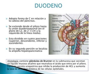  Adopta forma de C en relación a
la cabeza del páncreas.
 Se extiende desde el píloro hasta
la unión duodenoyeyunal (en el
plano de L2, de 2-3 cm a la
izquierda de la línea media).
 Esta dividido en cuatro porciones
(superior, descendente, inferior y
ascendente).
 En su segunda porción se localiza
la ampolla hepatopancreatica
Histología: contiene glándulas de Brunner en la submucosa que secretan
un liquido mucoso alcalino que neutraliza el ácido que entra por el píloro.
También secreta urogastrina que inhibe la producción de HCL y aumenta
la tasa de actividad mitótica de las células epiteliales.
 