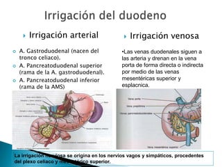  A. Gastroduodenal (nacen del
tronco celiaco).
 A. Pancreatoduodenal superior
(rama de la A. gastroduodenal).
 A. Pancreatoduodenal inferior
(rama de la AMS)
 Irrigación arterial  Irrigación venosa
•Las venas duodenales siguen a
las arteria y drenan en la vena
porta de forma directa o indirecta
por medio de las venas
mesentéricas superior y
esplacnica.
La irrigación nerviosa se origina en los nervios vagos y simpáticos, procedentes
del plexo celiaco y mesentérico superior.
 