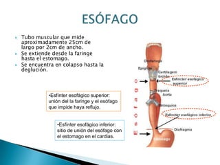  Tubo muscular que mide
aproximadamente 25cm de
largo por 2cm de ancho.
 Se extiende desde la faringe
hasta el estomago.
 Se encuentra en colapso hasta la
deglución.
•Esfínter esofágico superior:
unión del la faringe y el esófago
que impide haya reflujo.
•Esfínter esofágico inferior:
sitio de unión del esófago con
el estomago en el cardias.
 