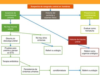 Sospecha de sangrado uretral en hombres
Ausencia de
incontinencia
urinaria

Historia del
paciente y
examen físico

No hay trauma
uretral

Disuria y/o
descarga uretral

Presencia de
incontinencia
urinaria

Evaluar como
hematuria

No hay otros
síntomas

Pruebas para
uretritis o pensar
en ETS

Historia de trauma
uretral

Referir a urología

Referir como
urgencia urológica

Terapia antibiótica

Persistencia de
síntomas urinarios

condilomatosis

Referir a urología

 
