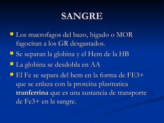 SANGRE Los macrofagos del bazo, higado o MOR fagocitan a los GR desgastados. Se separan la globina y el Hem de la HB La globina se desdobla en AA El Fe se separa del hem en la forma de FE3+ que se enlaza con la proteina plasmatica  tranferrina  que es una sustancia de transporte de Fe3+ en la sangre. 