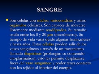 SANGRE Son células con  núcleo ,  mitocondrias  y otros  orgánulos  celulares. Son capaces de moverse libremente mediante  seudópodos . Su tamaño oscila entre los 8 y 20  μm  (micrómetro). Su tiempo de vida varía desde algunas horas,meses y hasta años. Estas  células  pueden salir de los vasos sanguíneos a través de un mecanismo llamado  diapédesis  (prolongan su contenido citoplasmático), esto les permite desplazarse fuera del  vaso sanguíneo  y poder tener contacto con los tejidos al interior del cuerpo. 