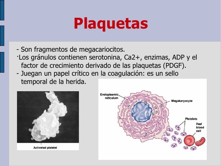 Sangre. BIOLOGIA HUMANA 2010