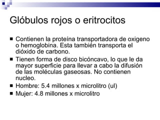 Glóbulos rojos o eritrocitos Contienen la proteína transportadora de oxigeno o hemoglobina. Esta también transporta el dióxido de carbono. Tienen forma de disco bicóncavo, lo que le da mayor superficie para llevar a cabo la difusión de las moléculas gaseosas. No contienen nucleo. Hombre: 5.4 millones x microlitro (ul) Mujer: 4.8 millones x microlitro 