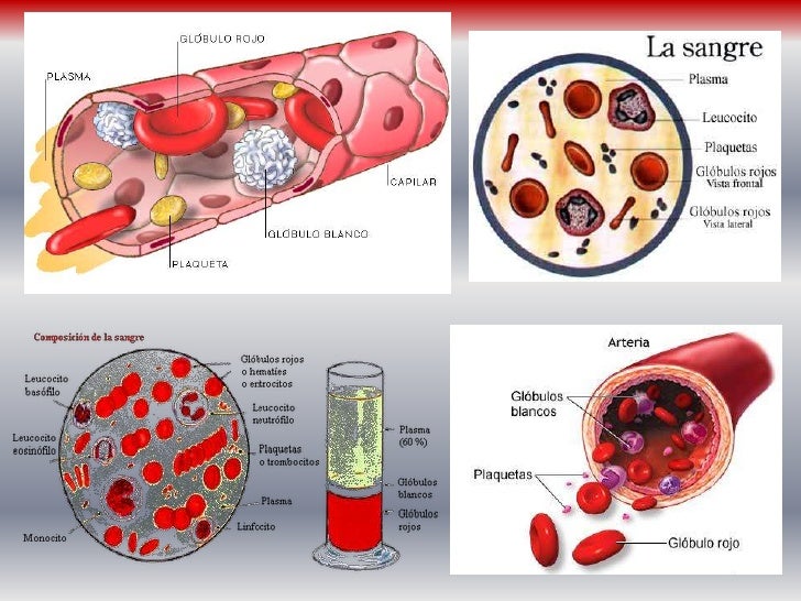 Que Conoces De Tu Sangre Tipos De Sangre Anatomia Y Fisiologia Images