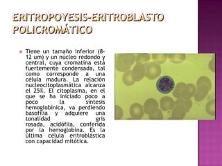   Tiene un tamaño inferior (8-
    12 um) y un núcleo redondo y
    central, cuya cromatina está
    fuertemente condensada, tal
    como corresponde a una
    célula madura. La relación
    nucleocitoplasmática alcanza
    el 25%. El citoplasma, en el
    que se ha iniciado poco a
    poco         la       síntesis
    hemoglobínica, va perdiendo
    basofilia y adquiere una
    tonalidad                 gris
    rosada, acidófila, conferida
    por la hemoglobina. Es la
    última célula eritroblástica
    con capacidad mitótica.
 